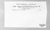 Pileolaria toxicodendri image